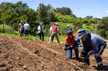 Tree-Planting