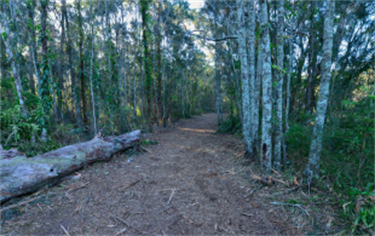 Bherwerre -Track cleared along Cockrow Creek