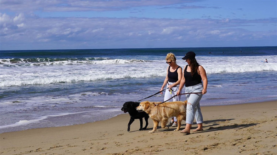 access-areas-dogs-policy-shoalhaven-hero-2-web.jpg