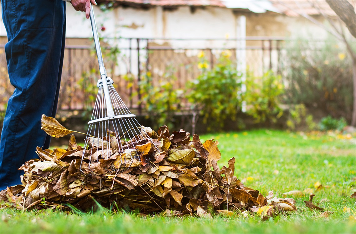 Person raking leaves on lawn