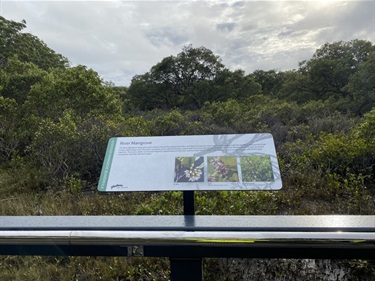 Interpretive sign - River Mangrove