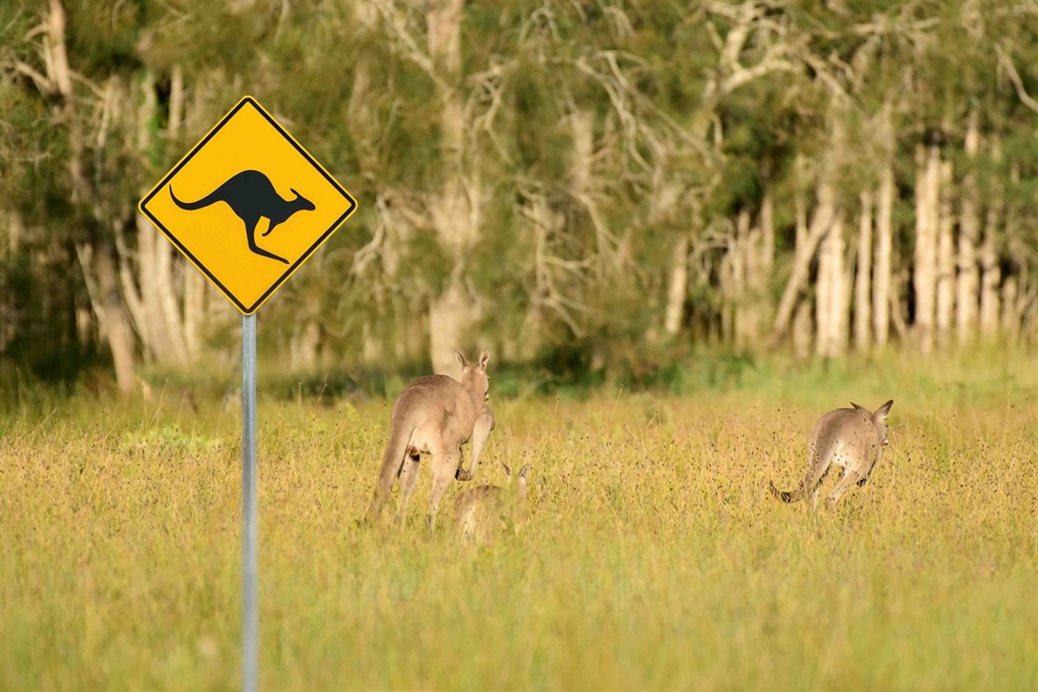 kangaroos bush low res iStock-1982471041.jpg