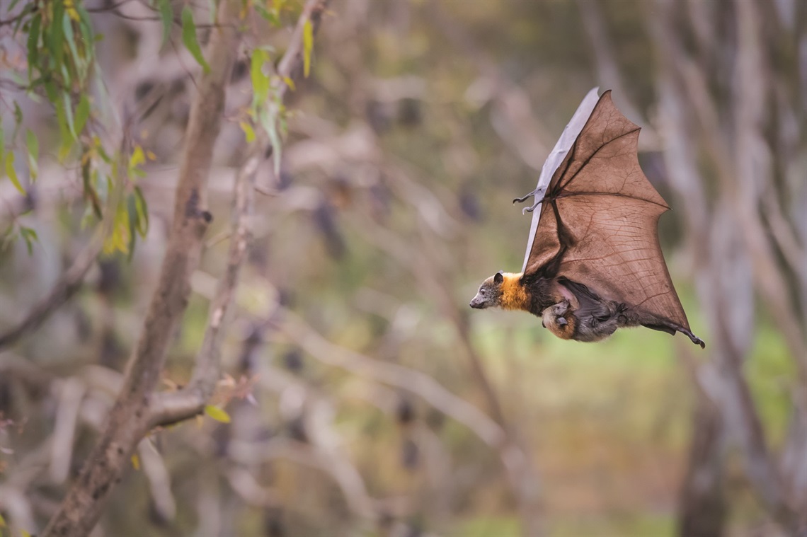 Flying-fox3.jpg