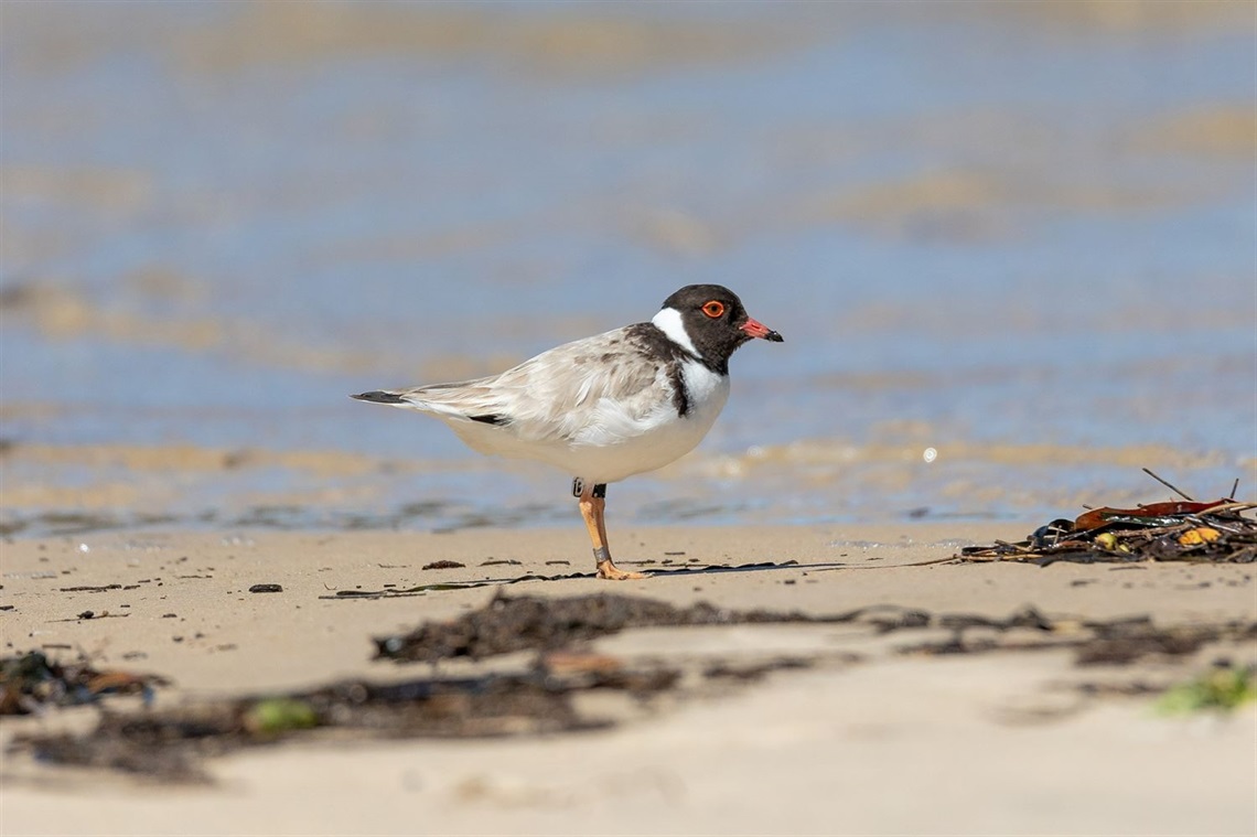 HoodedPlover.jpg