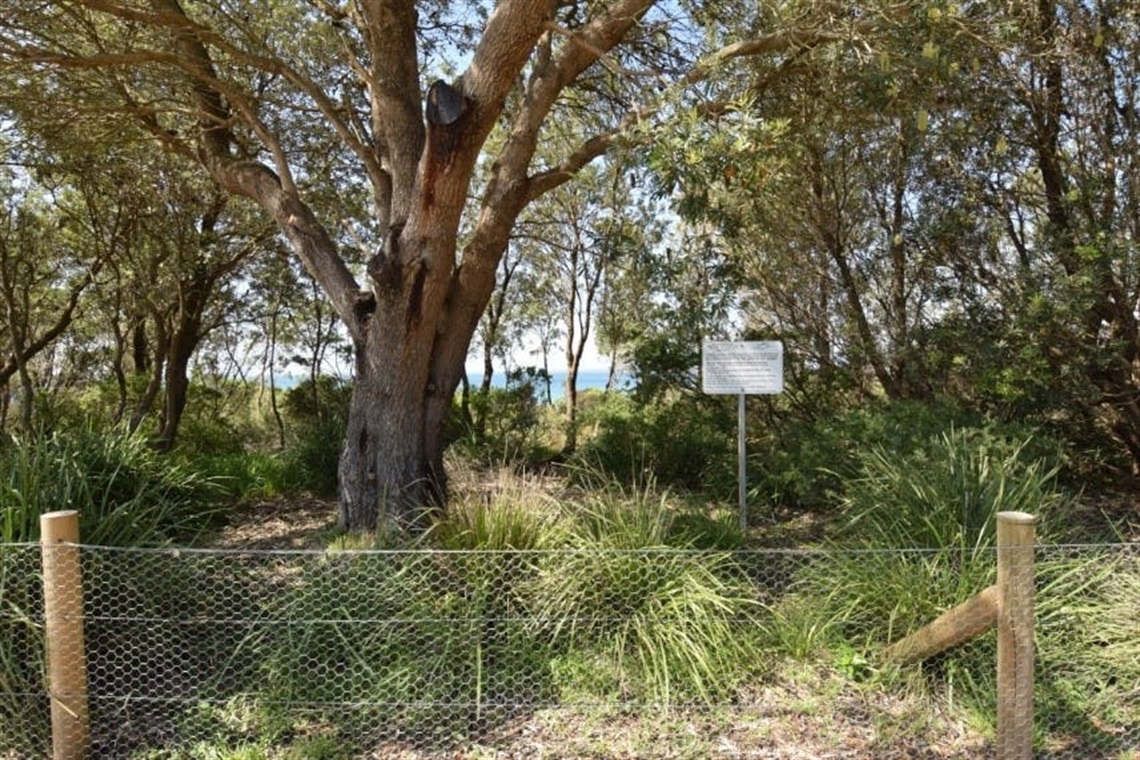 After_pruning_-_Image_1.jpg