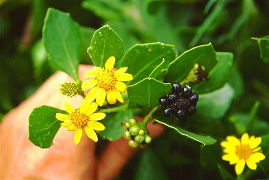 bitou flower & seed pic.jpg