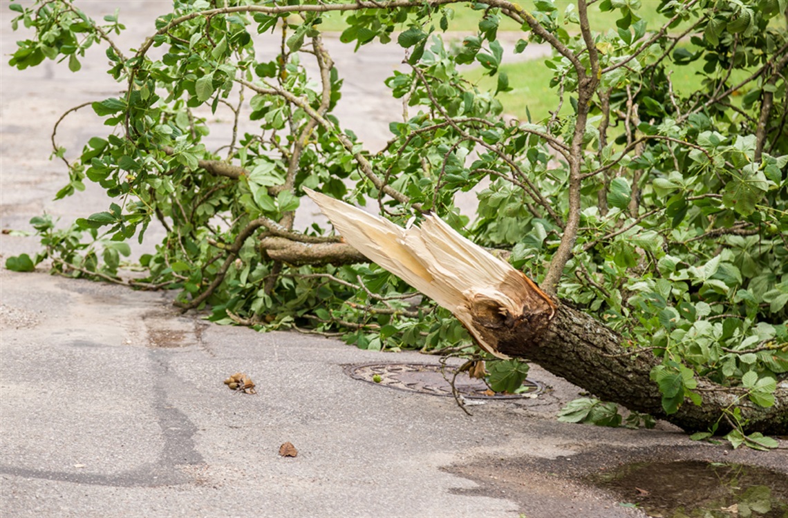 Fallen-tree.jpg