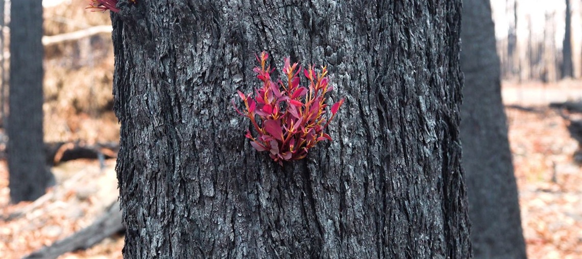 Regrowth Shoalhaven - Red.JPG