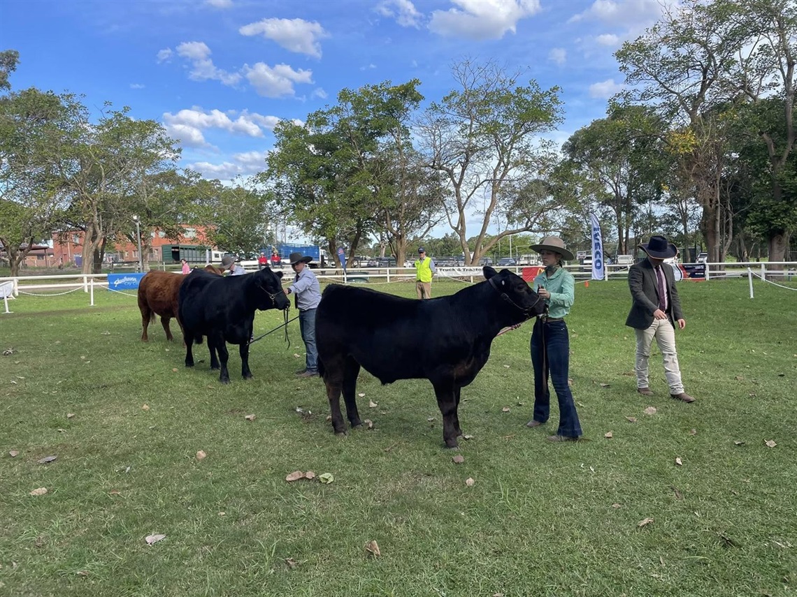 School Steer Spectacular 2025 (2).jpg