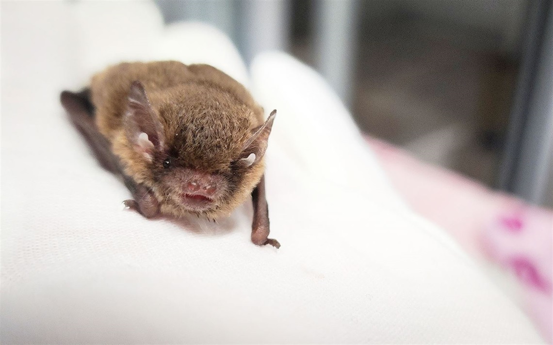 shoalhaven-bat-clinic-web.jpg