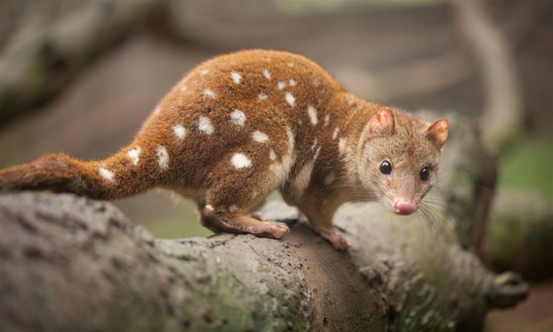spotted-tailed-quoll-credit-WWF