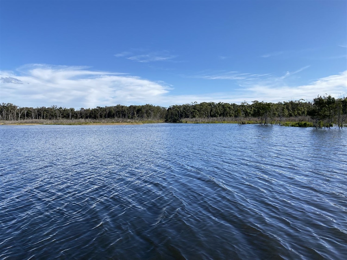 SwanLake.JPG