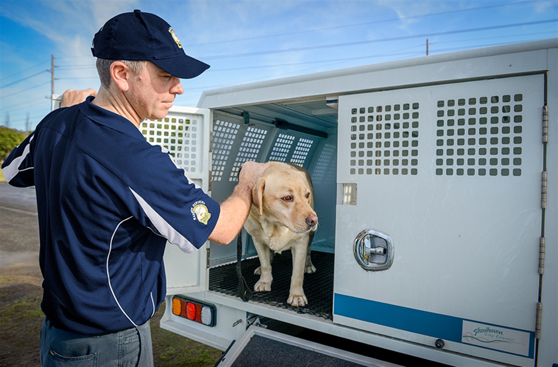Shoalhaven City Council Rangers patting golden labrador on back of animal collection vehicle