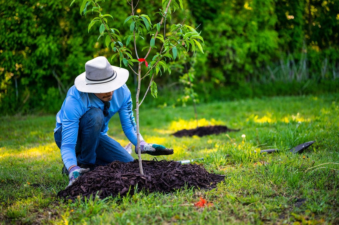 a photo of a person wearing sun protective clothing, kneeling in front of a freshly planted sapling.