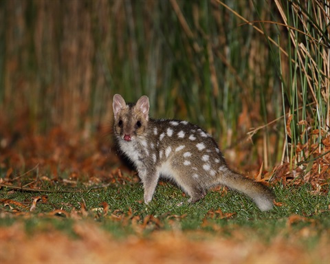 Picture of an Eastern Quoll looking at the camera