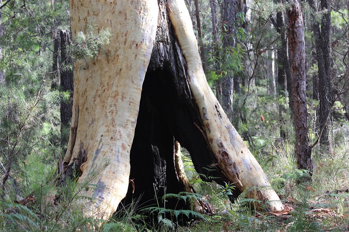 Brett M Young_Myola_Scribbly gum hollow - medium.jpg