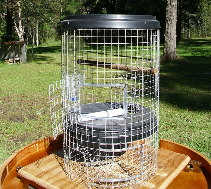 Indian Myna Bird Trap