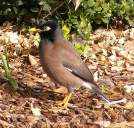 Indian Myna Bird