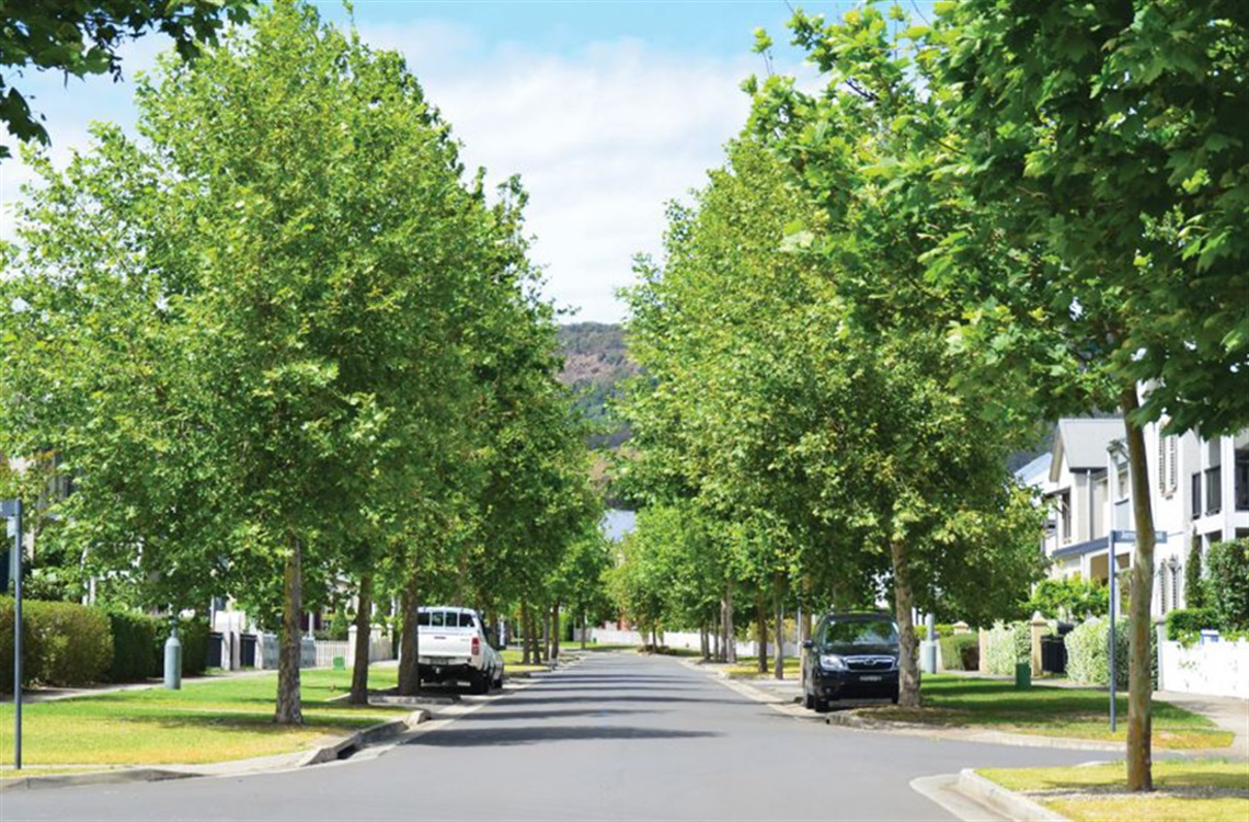 Concept of suburban street with large green trees lining the road 