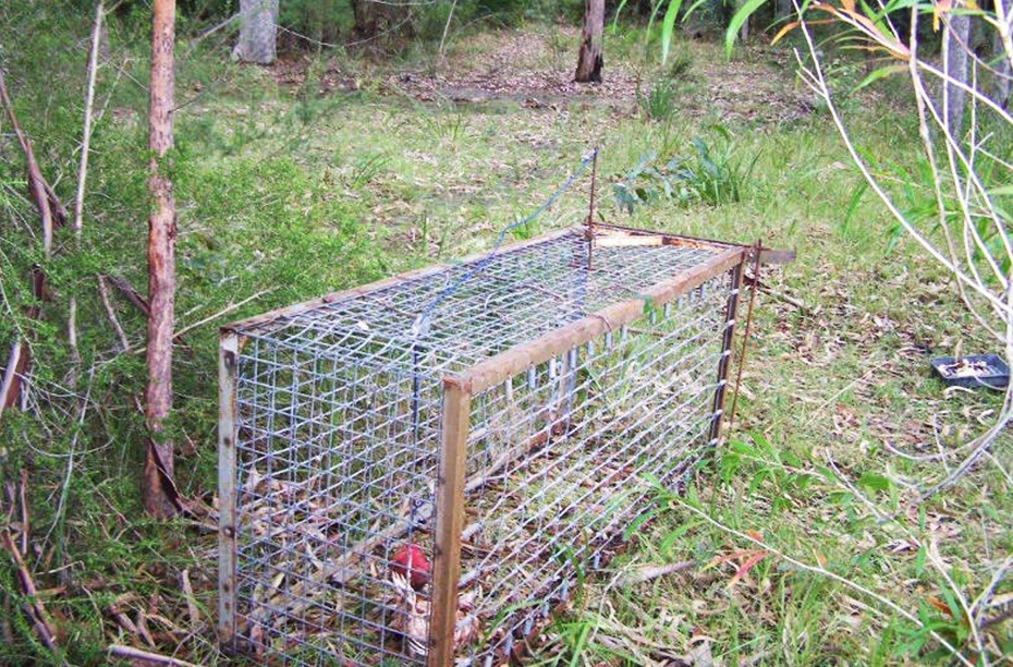 Fox-trap.jpg