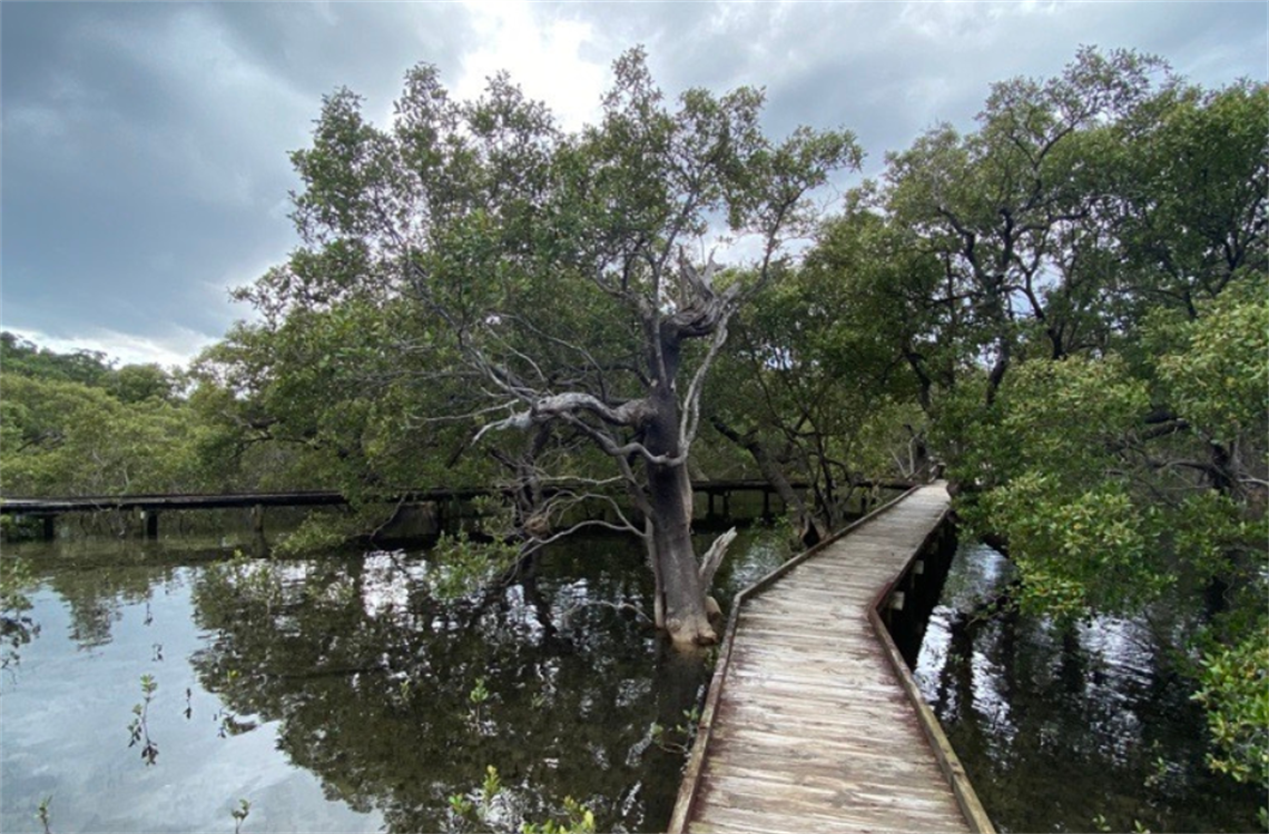 Huskisson Mangrove Boardwalk