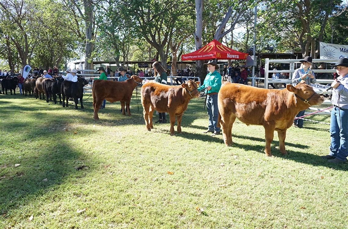 Cattle lined up on show attended by teenagers at Nowra Showground