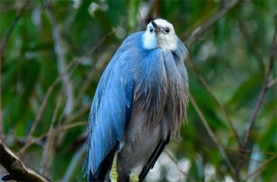 Bird.png