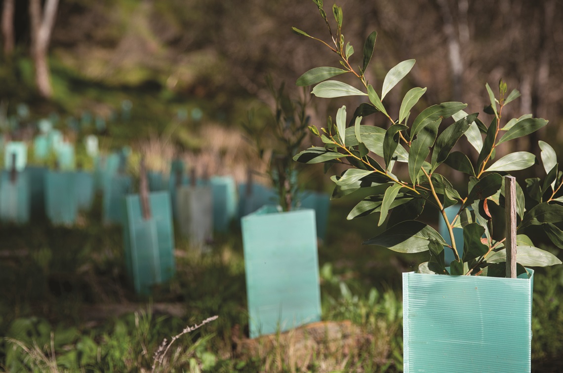 Tree seedlings being planted