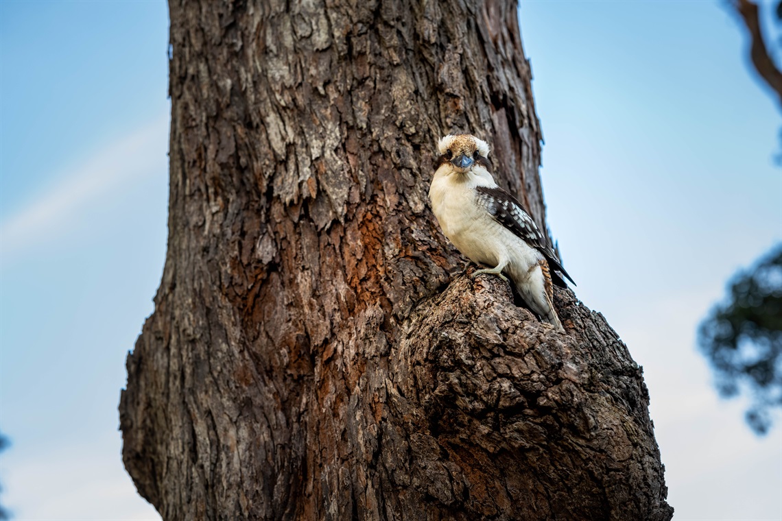 Tracy Staples_Beach St Reserve Huskisson_Kookaburra shot.jpg