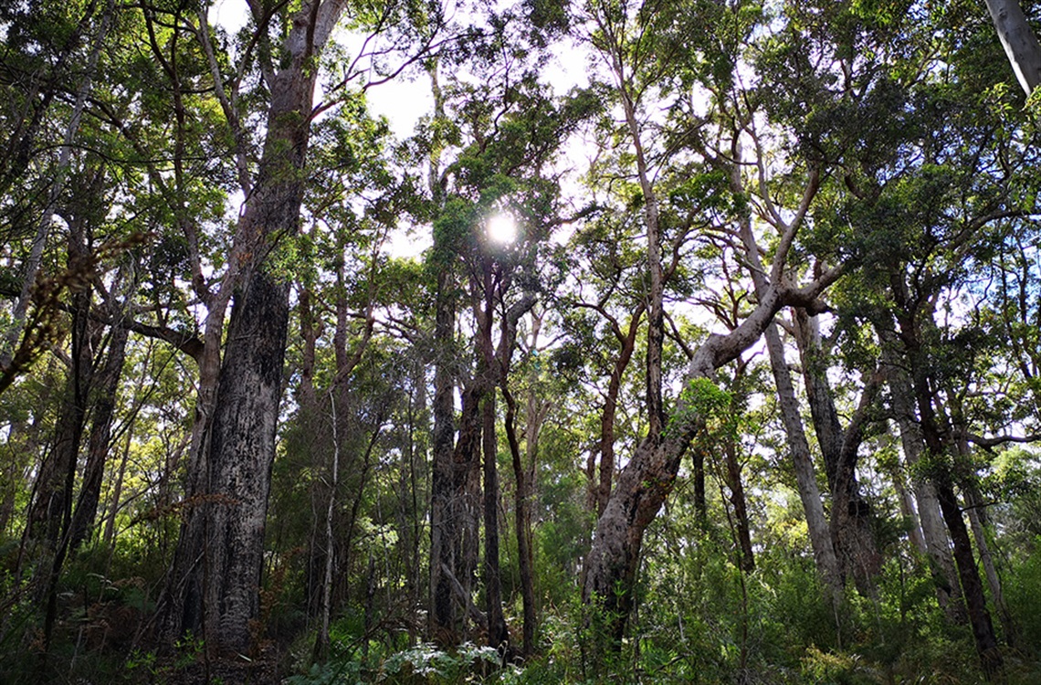 Tall gum trees in Australian bushland
