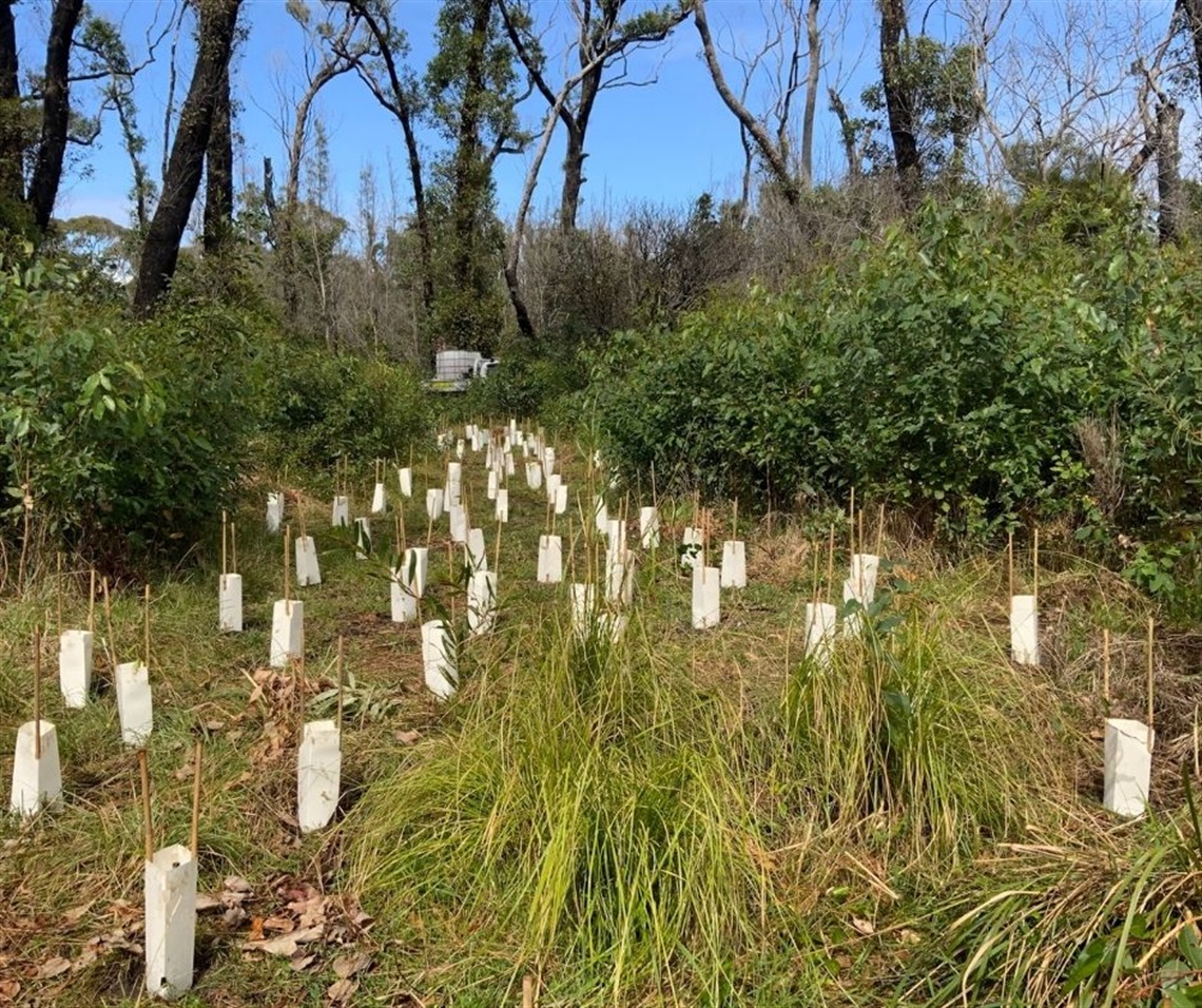 Tree Planting.jpg